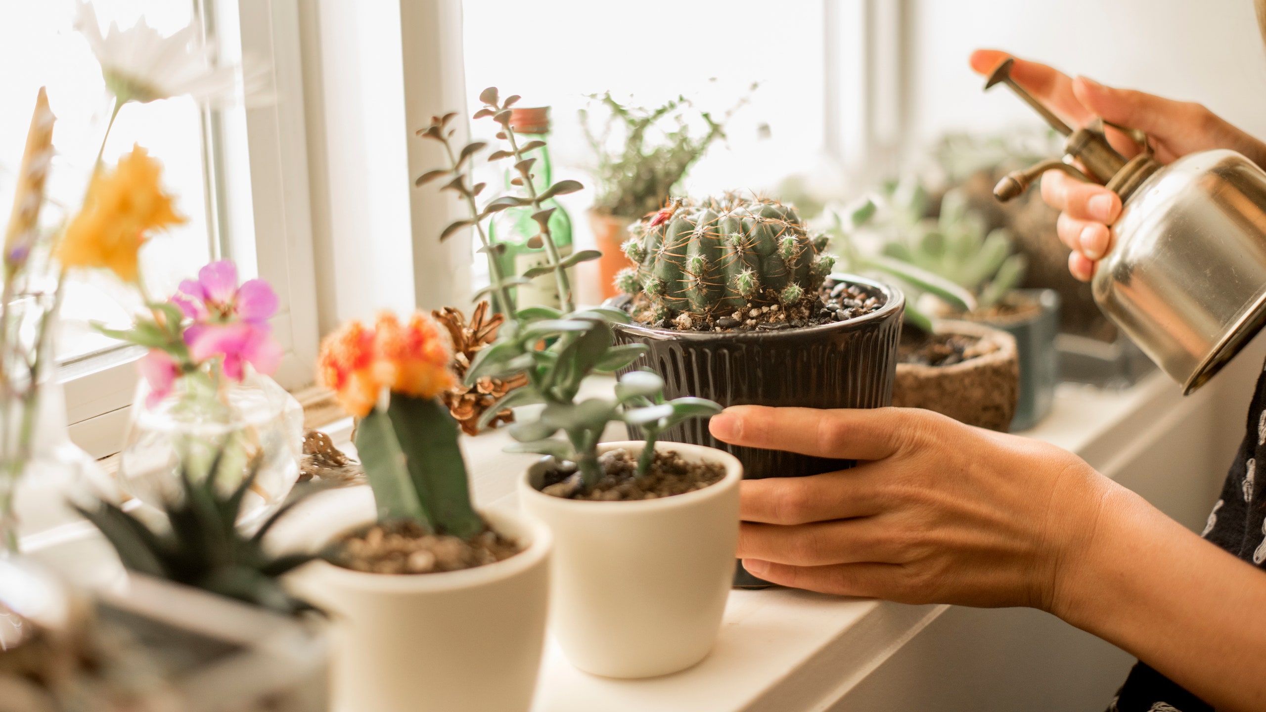 Plant Rental and Care Service